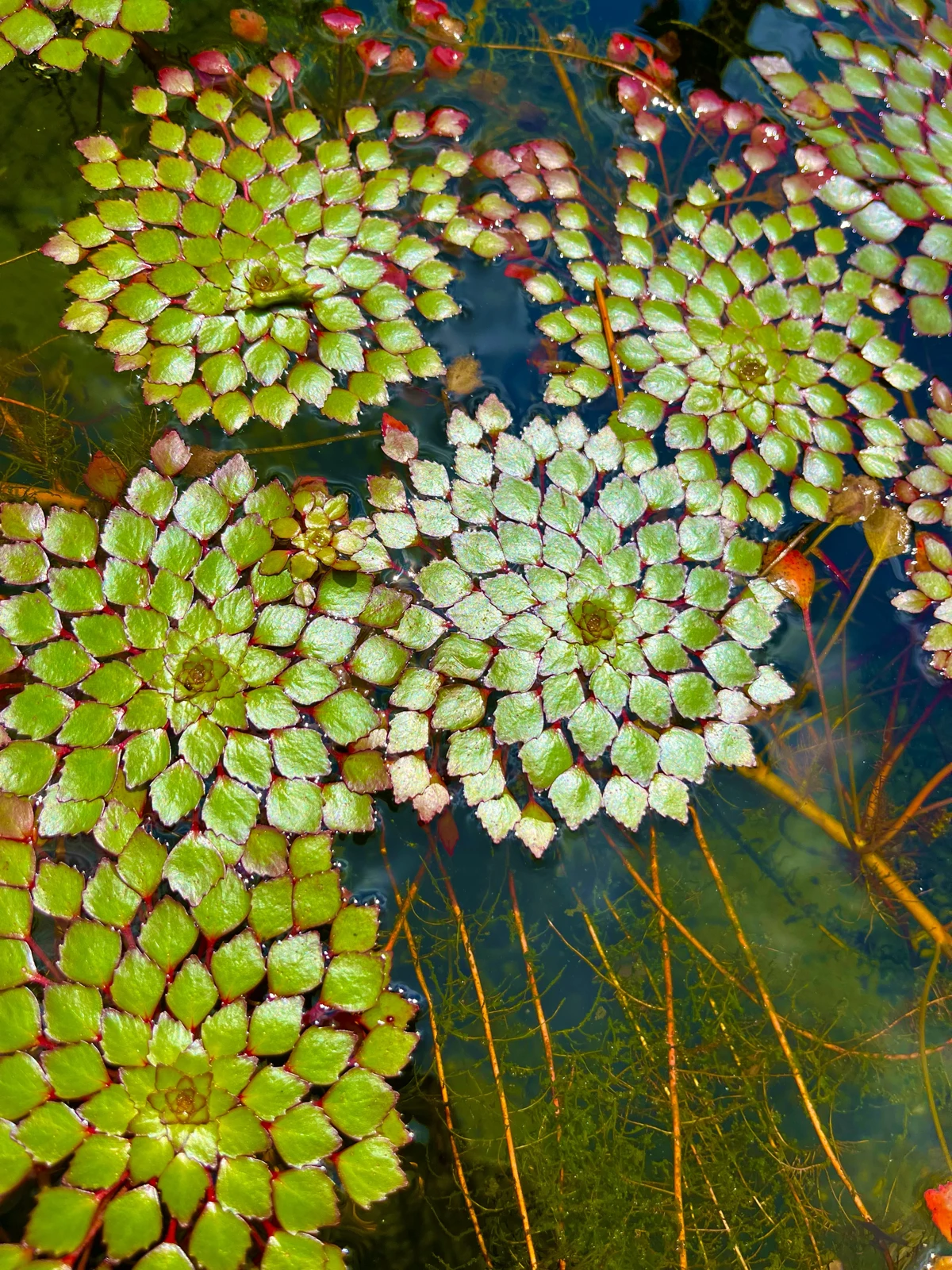 Rosettes of green floating leaves with burgundy edges above clear pond water